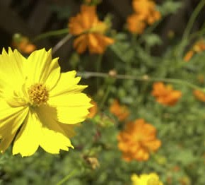 Seasonal Allergies - Is it necessary do more than just Claritin or Zyrtec?